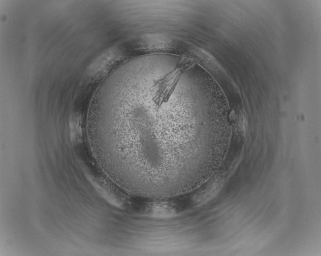 X0000074030264200609111721