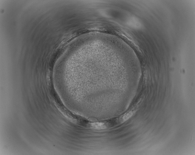 X0000074030265200609111721