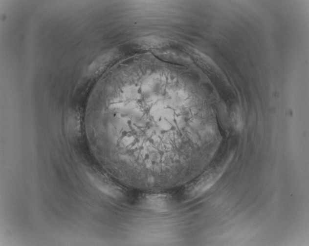 X0000074030268200609111721