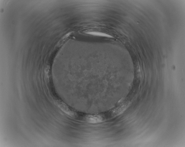 X0000074030275200609111721