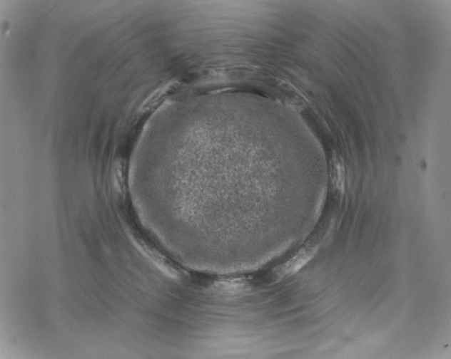 X0000074030280200609111721