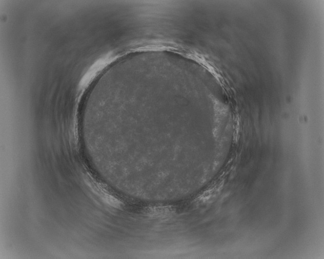 X0000074030296200609111721