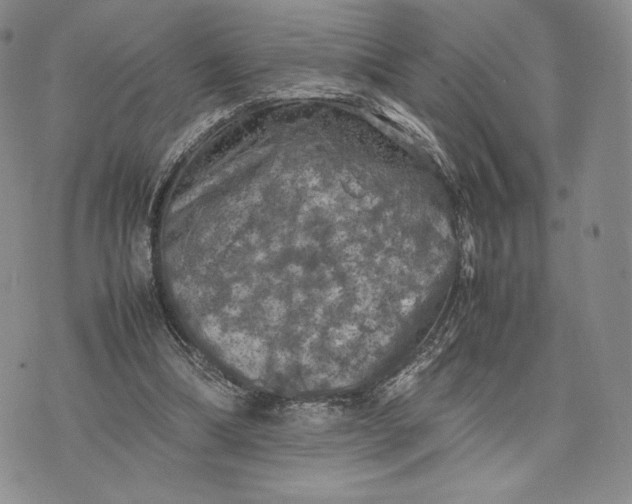 X0000074030298200609111721