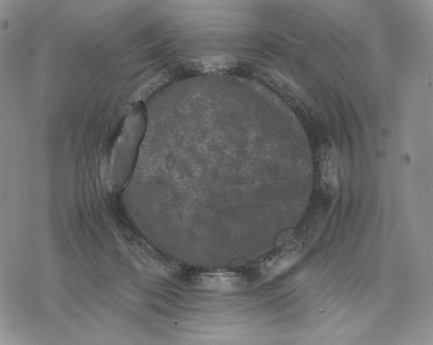 X0000074030316200609111720