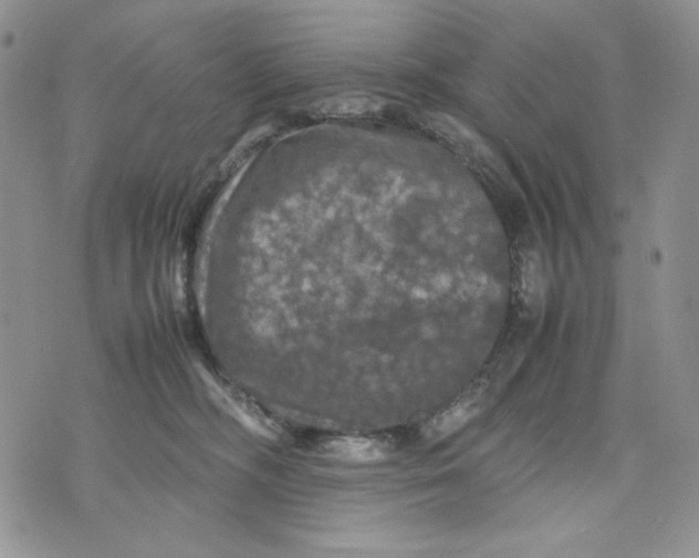 X0000074030326200609111720