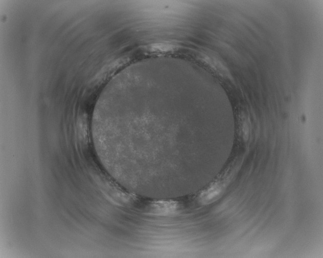 X0000074030328200609111720