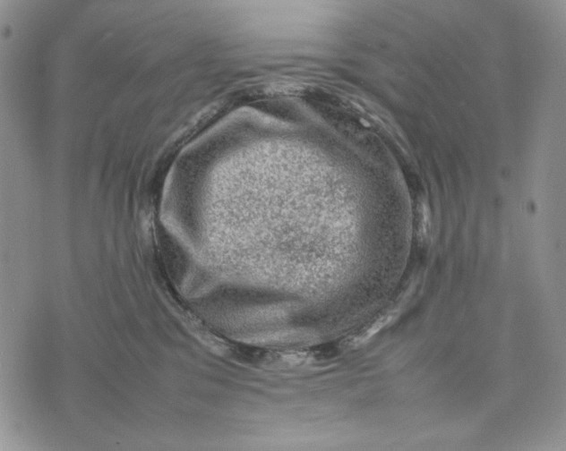 X0000074030329200609111720