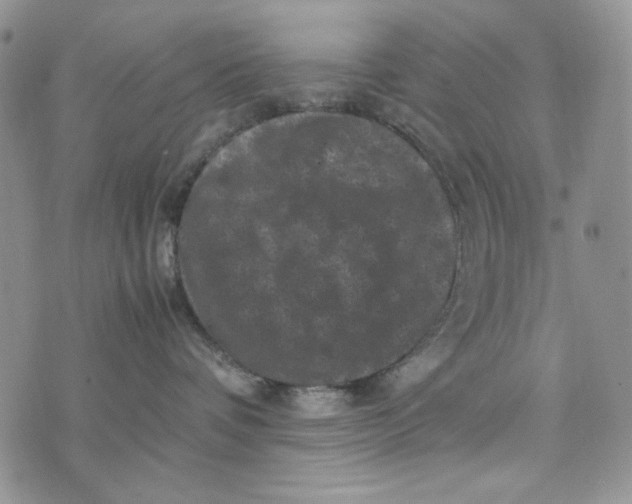 X0000074030336200609111720