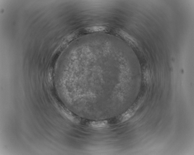 X0000074030373200609111720