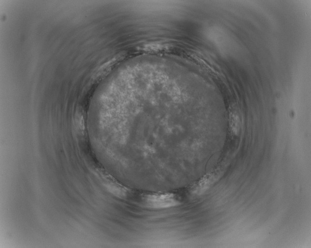 X0000074030375200609111720