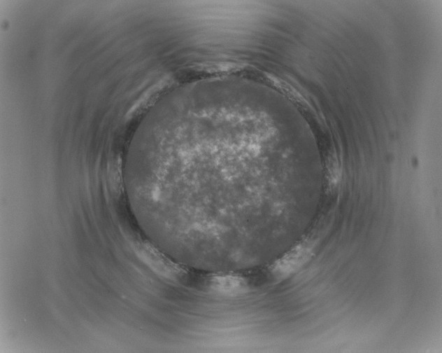 X0000074030376200609111720