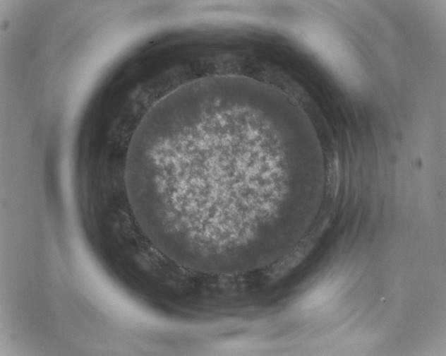 X0000074030383200609111720