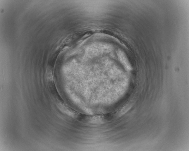 X0000074030384200609111720