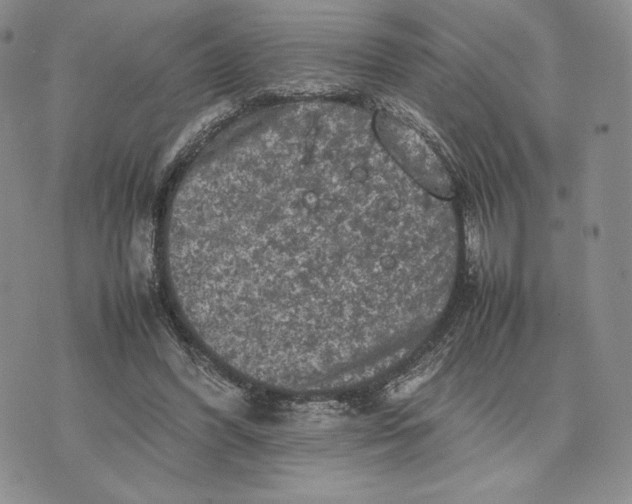 X0000074030396200609111719