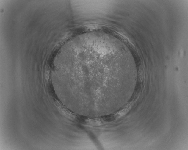 X0000074030417200609111719