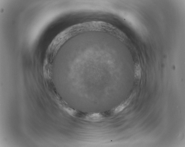 X0000074030431200609111718