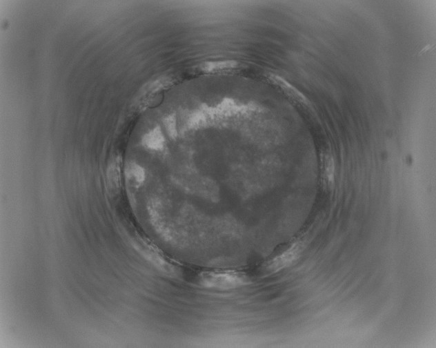 X0000074030475200609111718