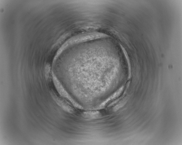 X0000074030480200609111718