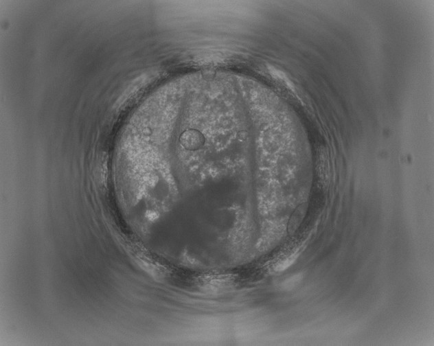 X0000074030495200609111717