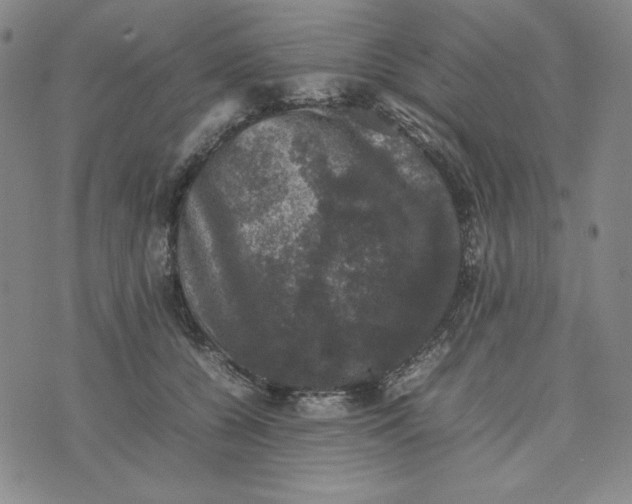 X0000074030560200609111717