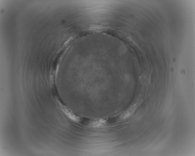 X0000074030576200609111717