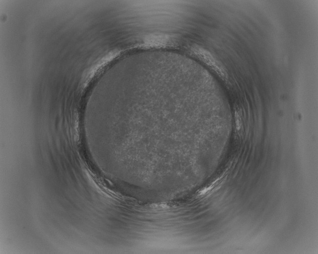 X0000074030588200609111716