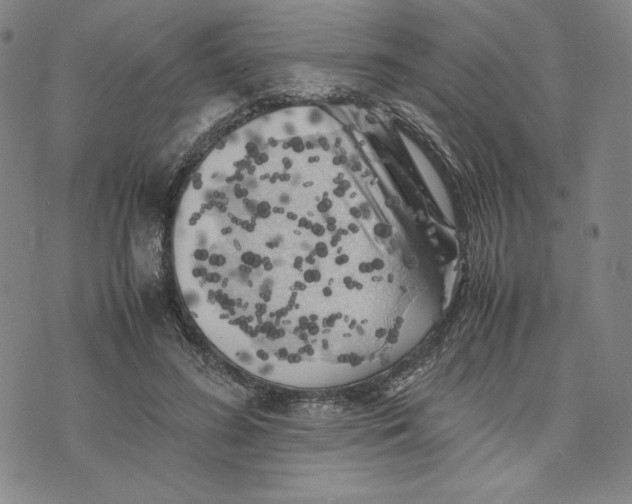 X0000074030596200609111716