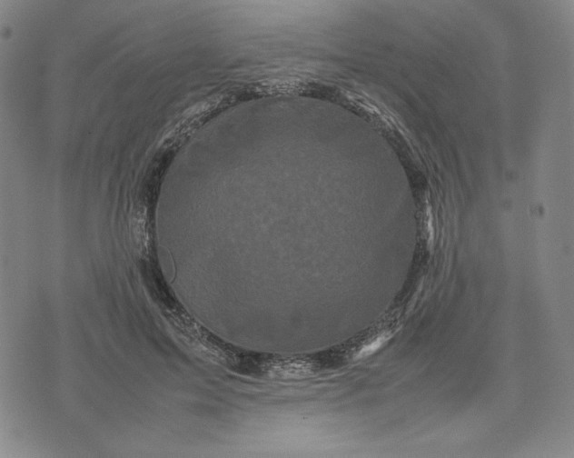 X0000074030599200609111716