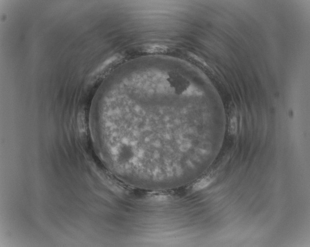 X0000074030620200609111715