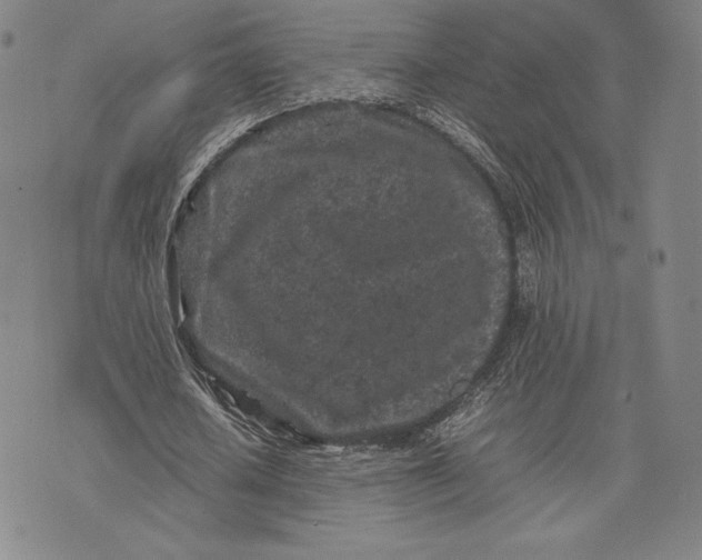 X0000074030626200609111714