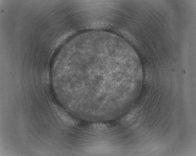 X0000074030636200609111715