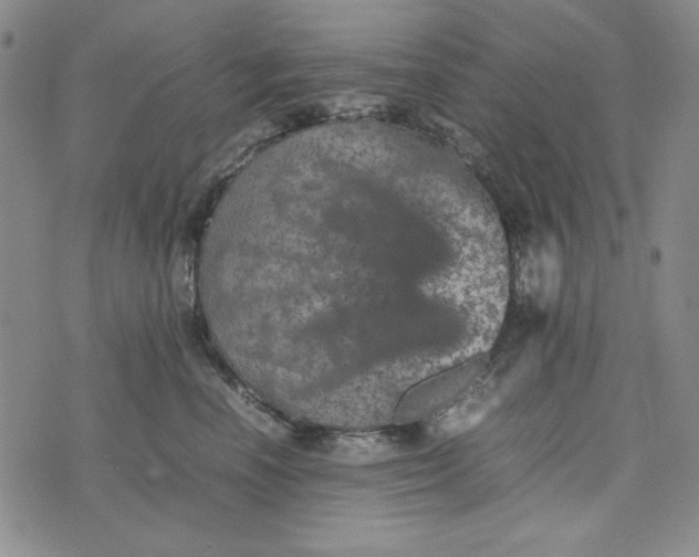 X0000074030666200609111715