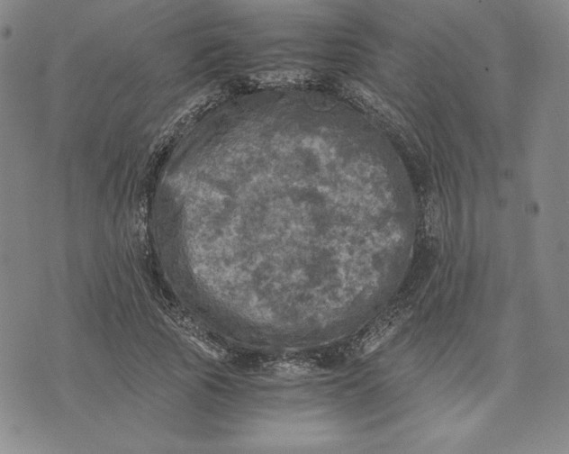 X0000074030737200609111713