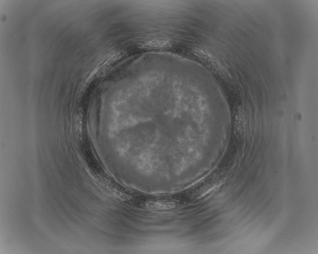 X0000074030739200609111713