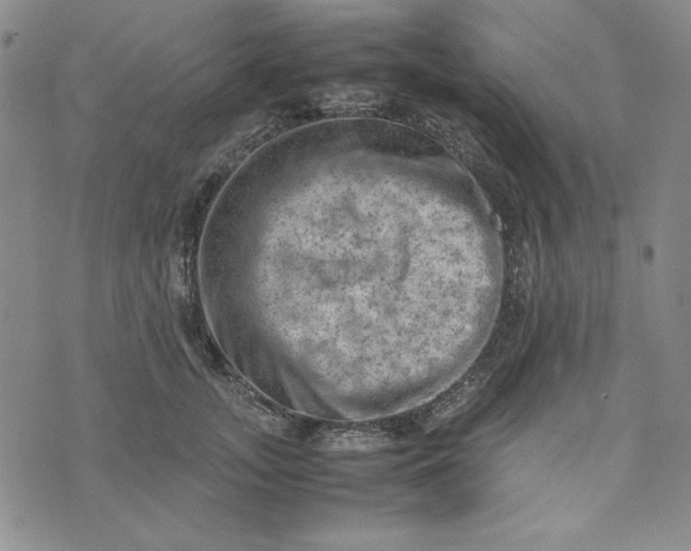 X0000074030755200609111713