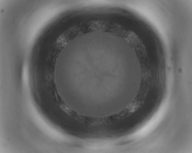 X0000074030765200609111714