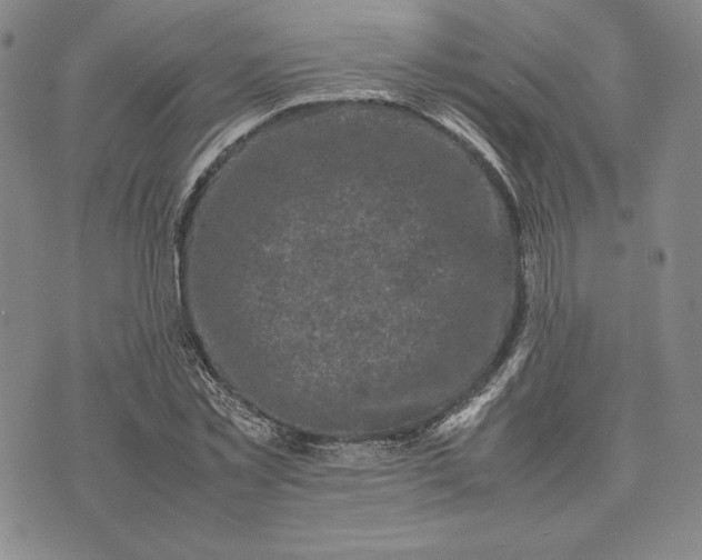 X0000074030781200609111713