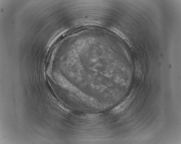 X0000074030782200609111713