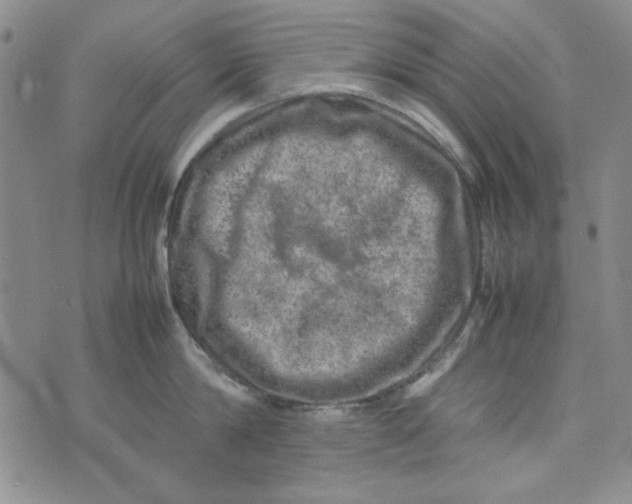 X0000074030814200609111712