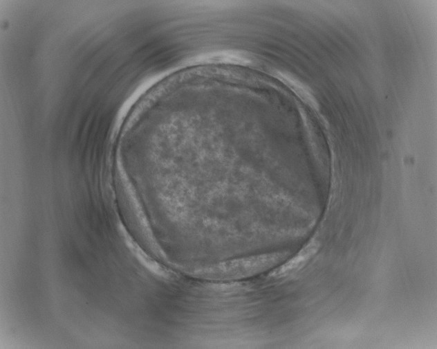 X0000074030816200609111712