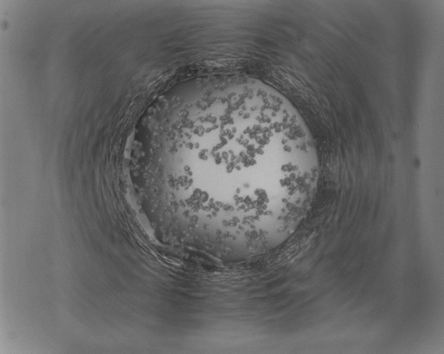 X0000074030817200609111711