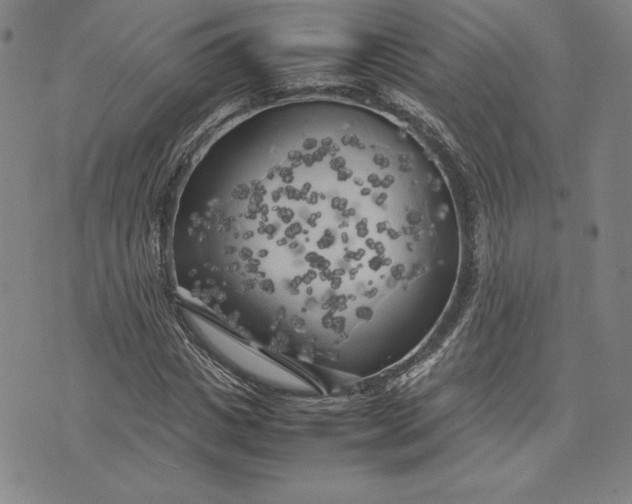 X0000074030825200609111711