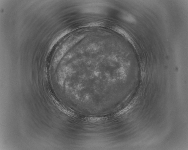 X0000074030827200609111711