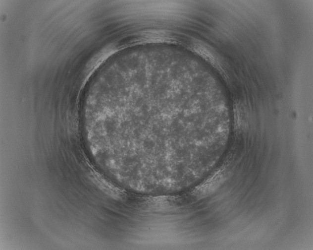 X0000074030828200609111711