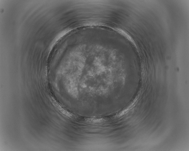 X0000074030831200609111711