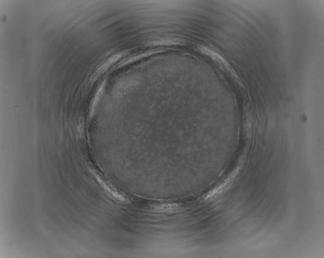 X0000074030833200609111712