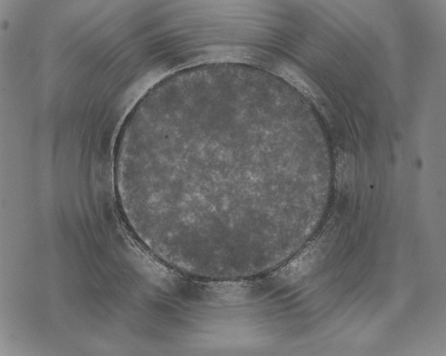 X0000074030836200609111712