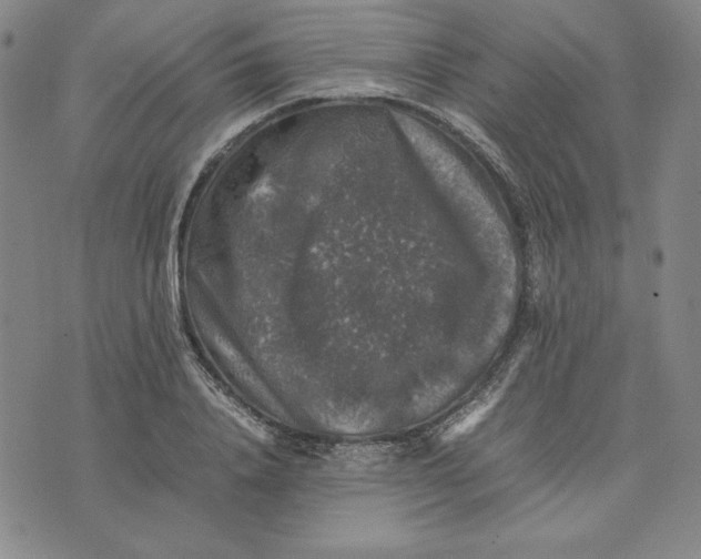 X0000074030840200609111712