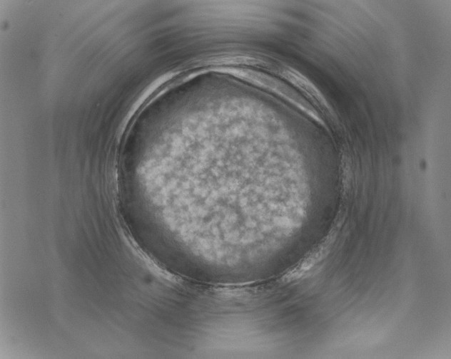 X0000074030852200609111712