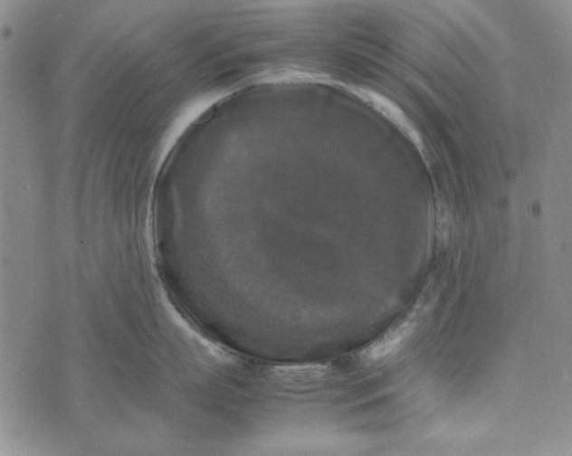 X0000074030863200609111712